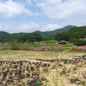 2014秋の田